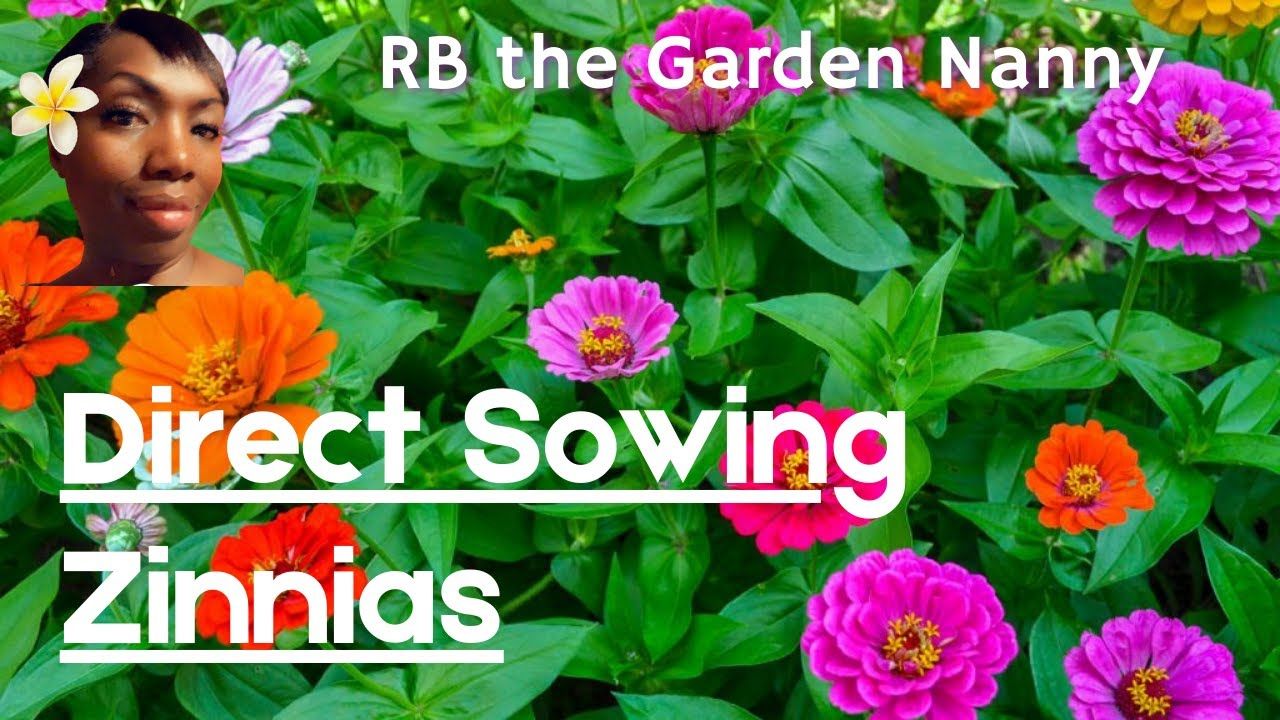 Creating A Vibrant Pollinator Garden With Zinnias A Guide To Attracting Beneficial Insects